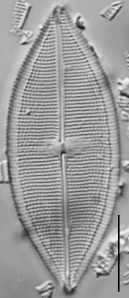 Neidium pseudodensestriatum LM2