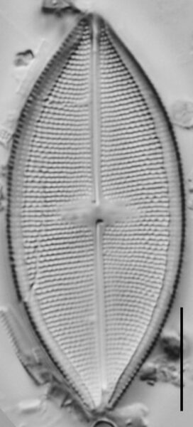 Neidium pseudodensestriatum LM1