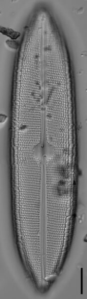 Neidium amphigomphus LM4