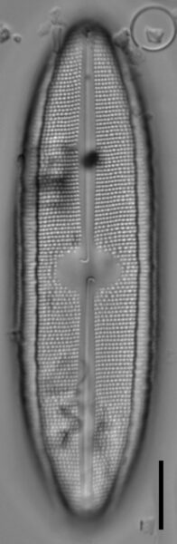 Neidium fossum LM2