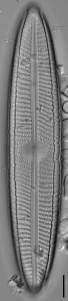 Neidium fossum LM6