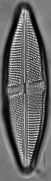 Neidium undulatum LM2