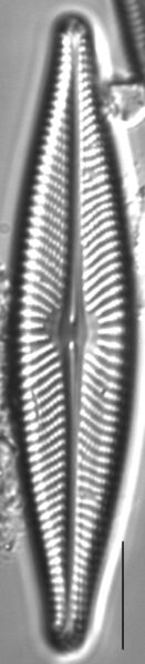 Navicula flatheadensis LM4