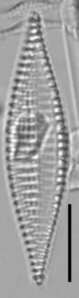 Tryblionella Lanceola LM6