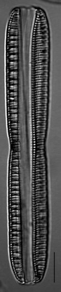 Nitzschia serpentiraphe LM3