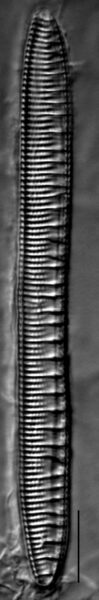 Nitzschia serpentiraphe LM1