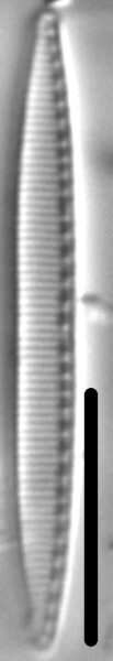 Nitzschia acidoclinata LM4