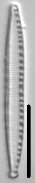 Nitzschia acidoclinata LM3