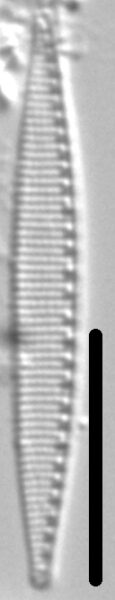 Nitzschia incognita LM3