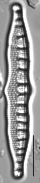 Nitzschia sinuata LM6