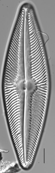 Navicula ludloviana LM4