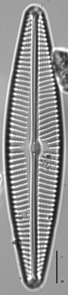 Navicula peregrina LM3