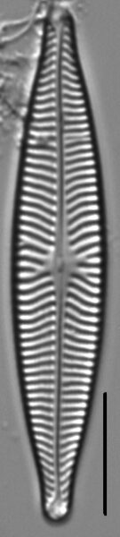 Navicula schweigeri LM4