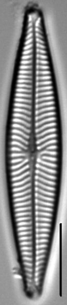 Navicula schweigeri LM3