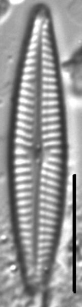 Navicula staffordiae LM3