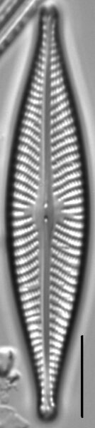 Navicula subconcentrica LM6