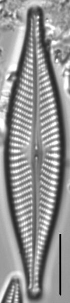 Navicula subconcentrica LM5