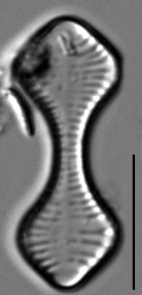 Oxyneis binalis LM8