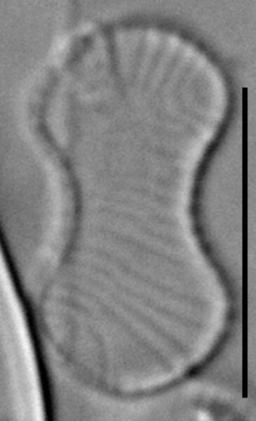 Oxyneis binalis LM3