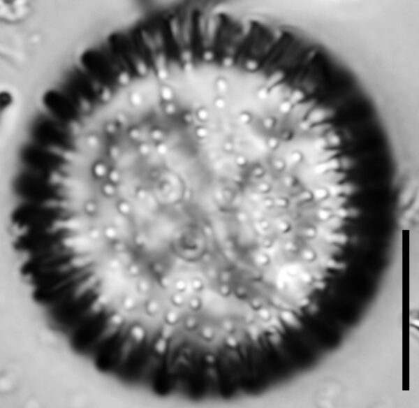 Orthoseira oregoniana LM3