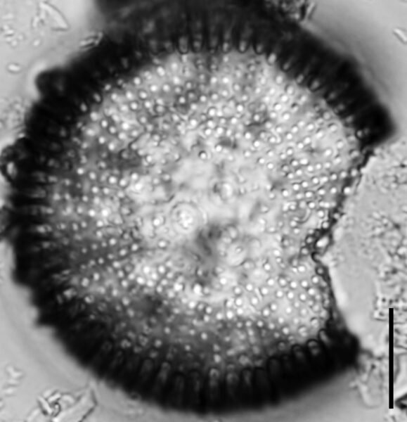 Orthoseira oregoniana LM4