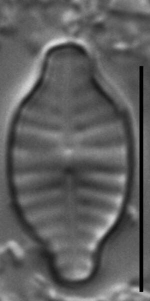 Planothidium rostratoholarcticum LM4