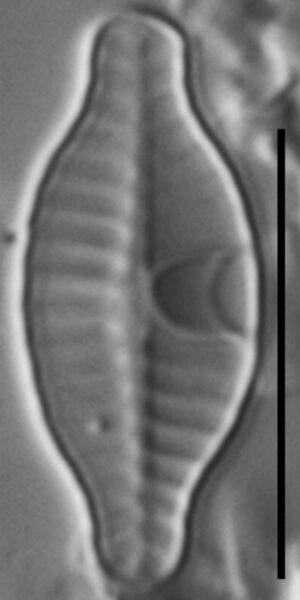 Planothidium rostratoholarcticum LM1