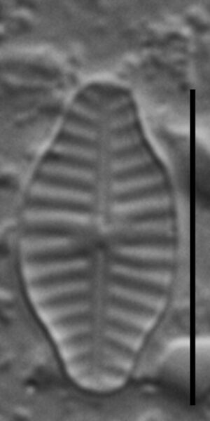 Planothidium rostratoholarcticum LM5