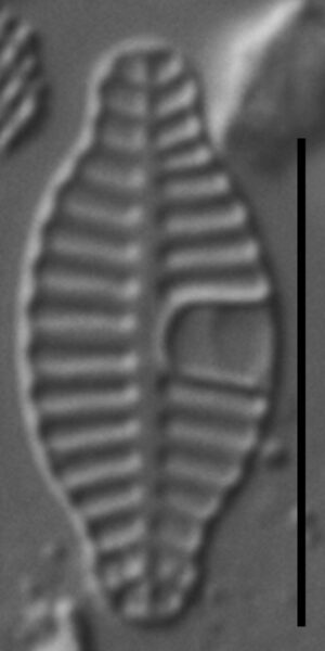 Planothidium rostratoholarcticum LM2