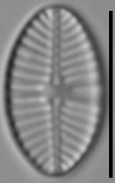 Planothidium joursacense LM5