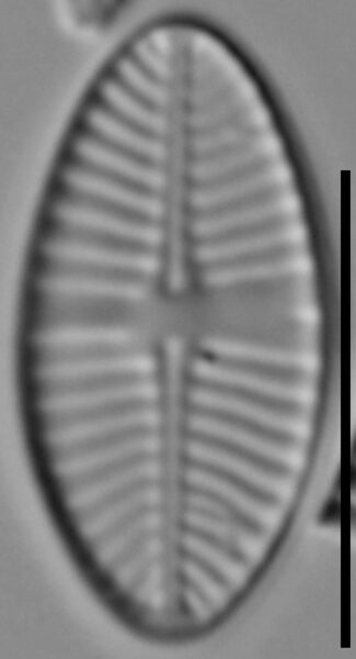 Planothidium joursacense LM4