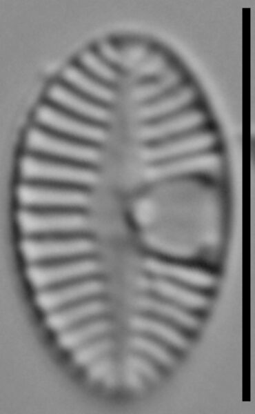 Planothidium joursacense LM3