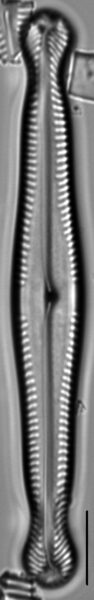 Pinnularia polyonca LM5