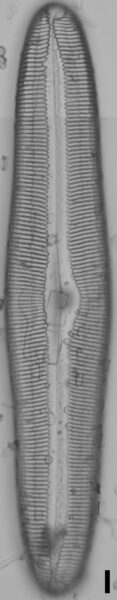 Pinnularia dariana ANSP NJSS0609 1