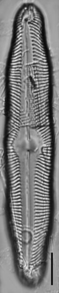 Pinnularia decrescens LM1