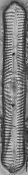 Pinnularia rexlowei LM6