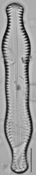 Pinnularia scotica LM3