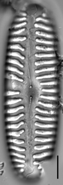 Pinnularia lata LM13