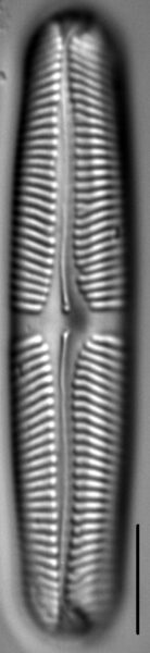 Pinnularia rhombarea LM4