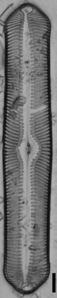 Pinularia bihastata LM3