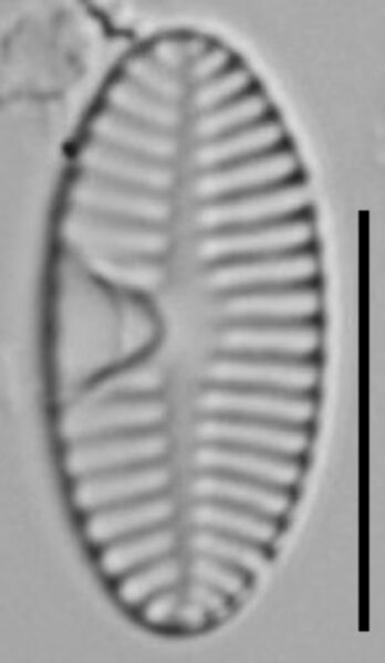 Planothidium Sheathii Lm06