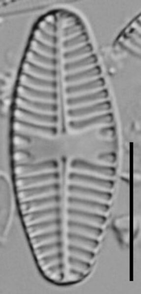 Planothidium Sheathii Lm08