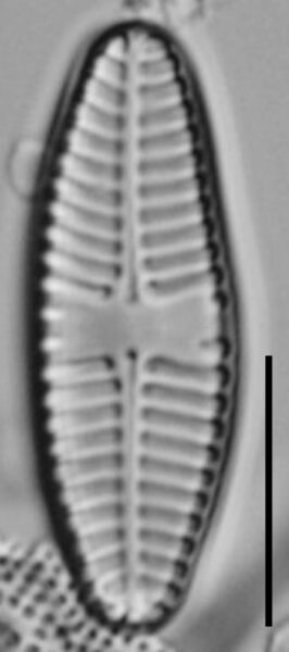 Planothidium Sheathii Lm09