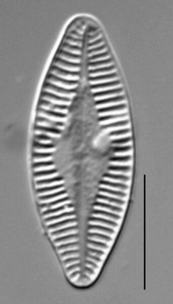 Planothidium holstii LM7