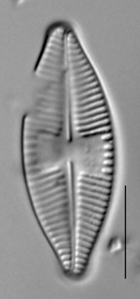 Planothidium holstii LM4