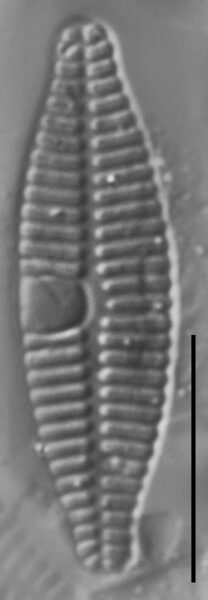 Planothidium Incuriatum LM2