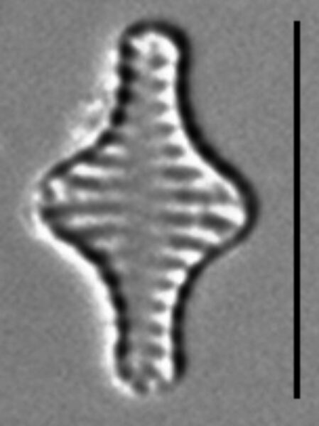 Pseudostaurosira pseudoconstruens LM3