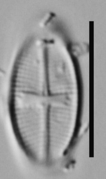 Psammothidium rossii LM5