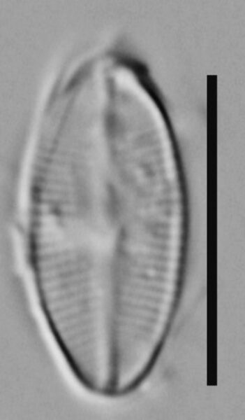 Psammothidium rossii LM4