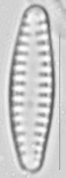 Pseudostaurosira neoelliptica LM1